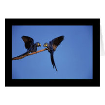 Macaws-Stange Karten