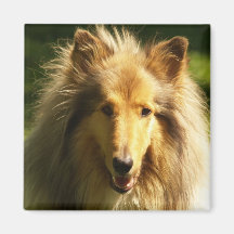 Mädchen-Collie-Quadrat-Magnet