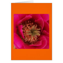 Magentarote Kaktus-Blumen-Karte