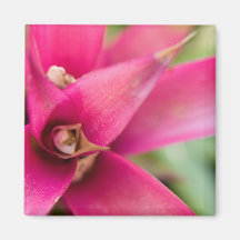 Magentarote lodernde Klinge Bromeliad Pflanze Magnete