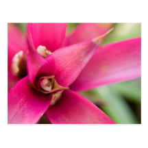 Magentarote lodernde Klinge Bromeliad Pflanze Postkarte