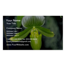 Magentarote Paphiopedilum maudiae Blumen Visitenkartenvorlagen