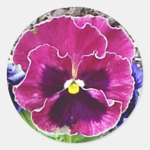 Magentaroter und violetter Pansy-Aufkleber