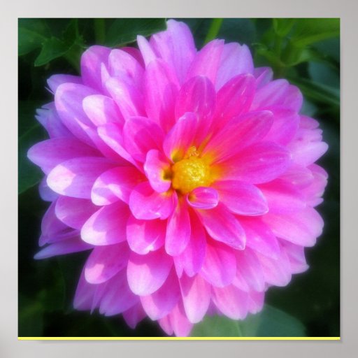 Magentarotes Blumen-Plakat