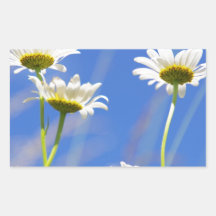 Mageriten Himmel Leucanthemum vulgare Rechteckige Aufkleber