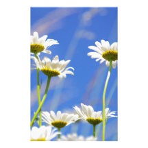 Mageriten Himmel Leucanthemum vulgare Büropapier