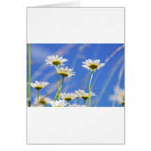 Mageriten Himmel Leucanthemum vulgare Grußkarte