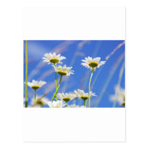 Mageriten Himmel Leucanthemum vulgare Postkarte