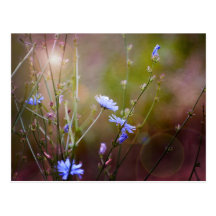 Magische Garten-Wildblumen Postkarte