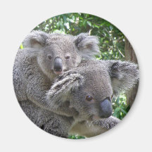 Magnet-Koala und Baby-Australien-Foto Kühlschrankmagnete
