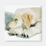 Magnet Labradoodle Welpen-2 Kühlschrankmagnete