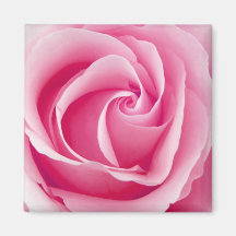Magnet rosa Damen-Rose - Quadrat Magnete