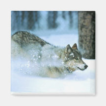 Magnet-Wolf Betrieb Kühlschrankmagnete