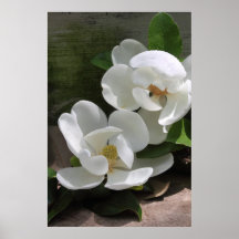 Magnolie blüht Plakat