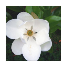 Magnolie Galerie Gefaltete Leinwand