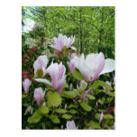 Magnolien-Blume Postkarten