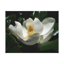 Magnolien-Blüte Gespannter Galeriedruck