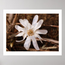 Magnolien-Fotografie-Plakat