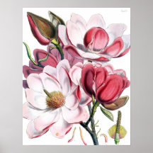 Magnolien-Plakat