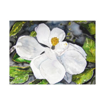 Magnolienbaum-Blumen Gespannte Galeriedrucke