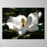 Magnolienphotographiefotoplakat-Kunstdruck