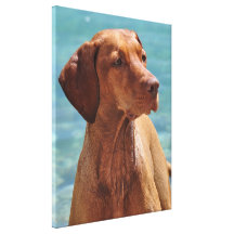 Magyar Vizsla Hund Gespannte Galeriedrucke