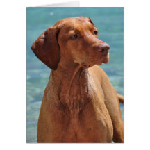 Magyar Vizsla Hund Grußkarten