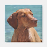 Magyar Vizsla Hund Kühlschrankmagnete