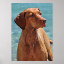Magyar Vizsla Hund Posterdrucke