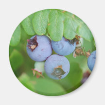 Maine-Blaubeeren Magnete