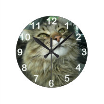 Maine-Waschbär-Miezekatze