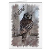 Maine Wildlife - Northern Hawk Owl Greeting Cards