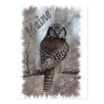 Maine Wildlife - Northern Hawk Owl Post Cards