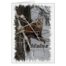 Maine Wildlife - Pine Marten Card