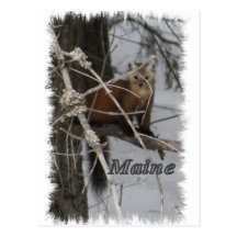 Maine Wildlife - Pine Marten Post Card