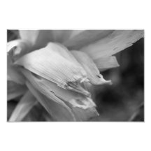 Mais Fotografischer Druck