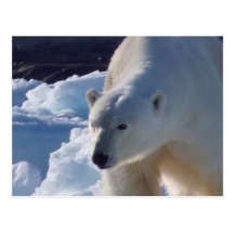 Majestätischer wilder Eisbär Postkarte