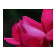 Makro rote Rosenknospe-Blumen-Fotografie-Postkarte