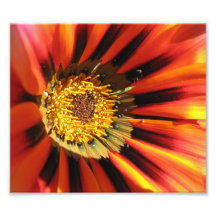 MakroBlume Foto