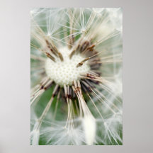 Makrofotografie Pusteblume Plakatdrucke