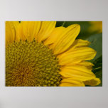Makrosonnenblume mit Regentropfen Plakatdruck