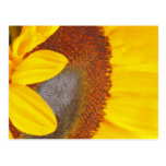 Makrosonnenblume-Postkarte