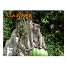 Malaysischer Affe Postkarten