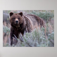 Mama Grizzly Poster