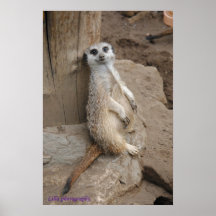 Mama Meerkat Poster