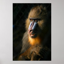 Mandrill Affe Posterdrucke