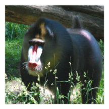 Mandrill Einladungen