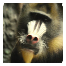 Mandrill stellen Einladungen gegenüber