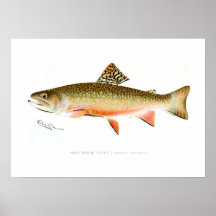 Männliche Bachforelle Plakat