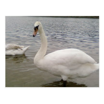 Männlicher Schwan-Vogel Postkarten